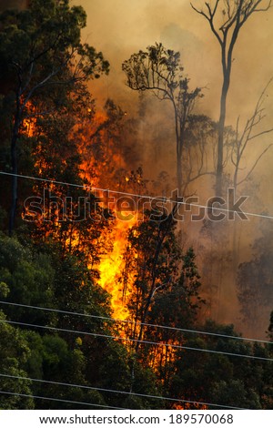 Huge flames from a fire in the bush near electrical power cables