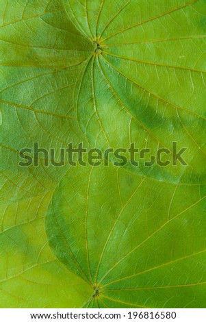 Overlapping leaves form a natural green abstract background