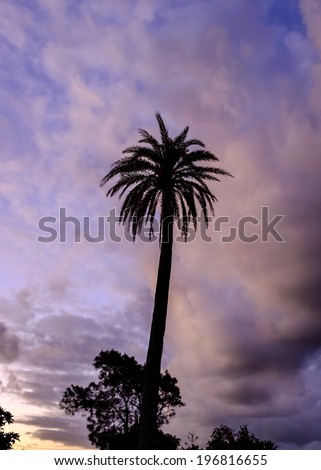 Palm tree silhouette against a dramatic purple sunset sky