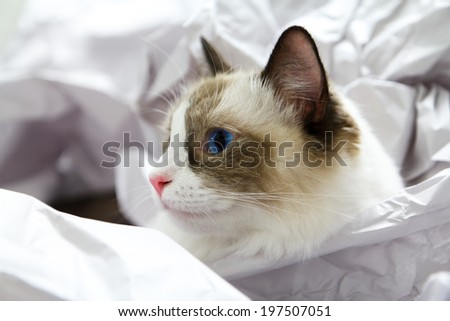 Cute blue-eyed ragdoll cat head sticking out of crumpled paper