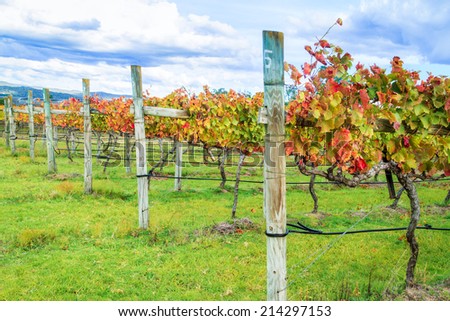 Row of grape vines with leaves in glorious autumn colours. Taken in the Granite Belt wine region of Queensland, Australia
