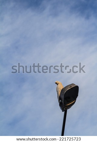 Sulphur-crested cockatoo watching from a street light against a blue sky with light clouds