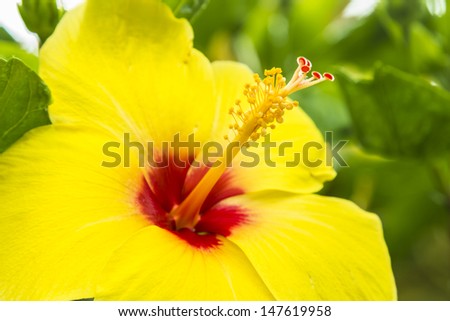 A giant yellow hibiscus, the Hawaii state flower