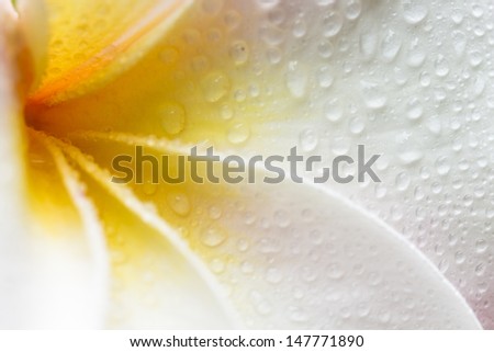 Closeup Of A White, Yellow And Pink Plumeria Bloom With Dew Drops