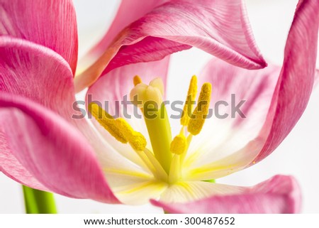 Closeup view of a Silver Crown Tulip stamen and pistil