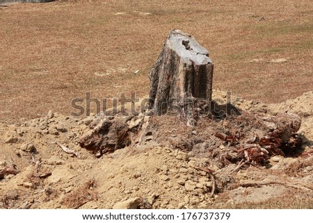 Stubborn Tree Stump. A stump from a fallen tree resists attempts to dig it out. A long drought has turned the grass brown and killed the tree.