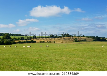 Field of Sheep. Green pastures on the rolling hills of Southern England. Summers day with blue skies and white clouds.