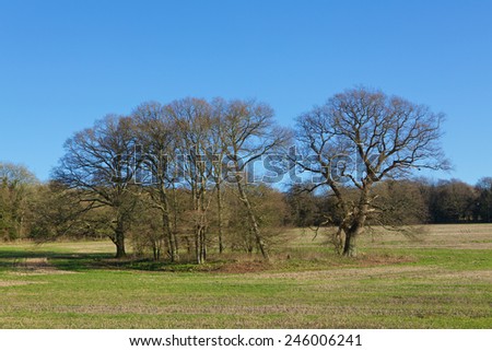 Small Copse. Group of trees in a field. Winter time so no leaves on the trees.
