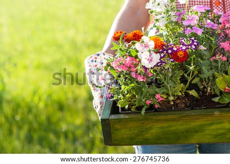gardener holding box with flower seedlings