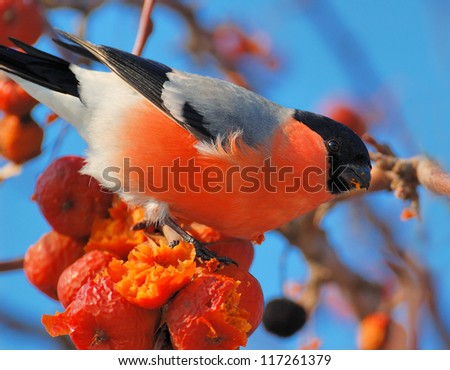 Bullfinch On a sunny day a bird sitting on a branch and bite apples