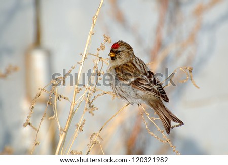 Common Redpoll bird, a woman was sitting on the dead stems of sagebrush eat seeds in winter.