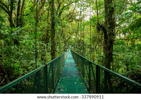 a bridge in the rain forest