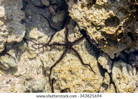 a black brittle star in the water