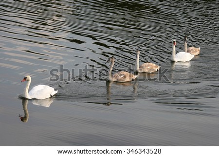 Swan family. White swans and \