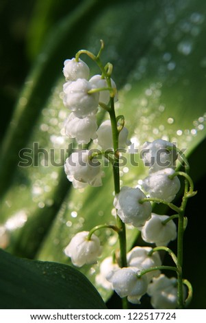lilies of the valley in the morning after rain