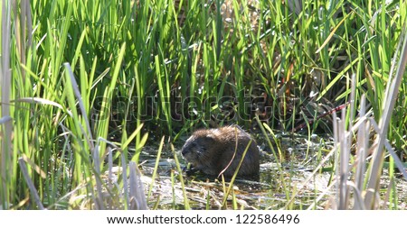Breakfast beaver in nature in spring