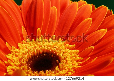 very beautiful bright orange flower in macro