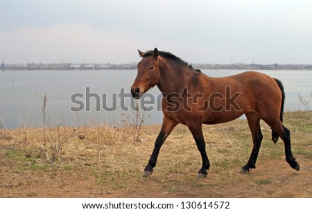 horse walking on a sandy river bank