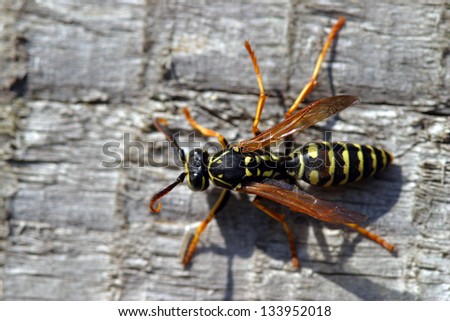 close-up of a wasp in the garden sits on the board