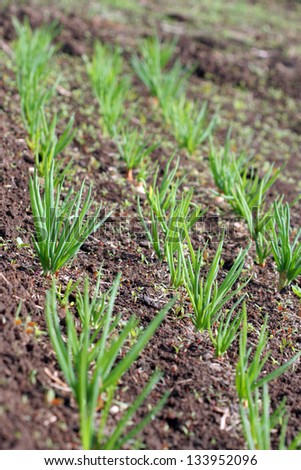 Onion sprouts in early spring at the kitchen garden