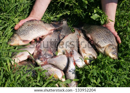 a lot of fresh fish on the grass