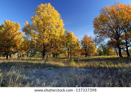autumn landscape of oak trees and grass covered with hoarfrost morning sun lighting