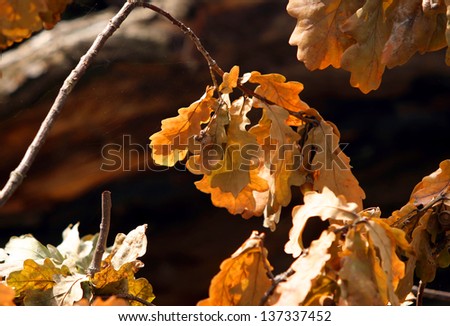small oak branch with yellow dry leaf