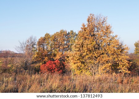autumn landscape fields and trees on the background of blue sky