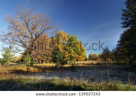 autumn landscape of oak trees and grass covered with hoarfrost morning sun lighting