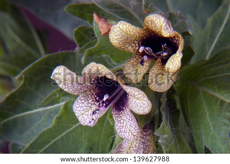 beautiful poisonous flower blooms with carved leaves