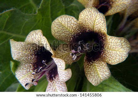 beautiful poisonous flower blooms with carved leaves