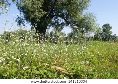 beautiful flowering meadows in the summer in Russia