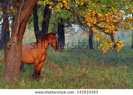 Horse in the autumn forest