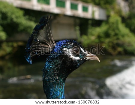 close-up of a peacock on the background of a mountain river