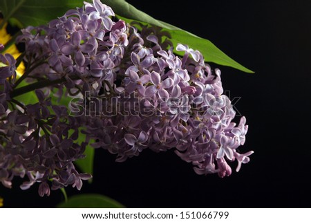 beautiful large bouquet of springtime lilacs in the studio shooting