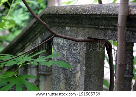 Part of an old crumbling building, foundation, column and plants