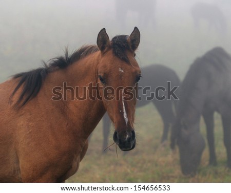 herd of horses in a thick fog in the autumn in the woods