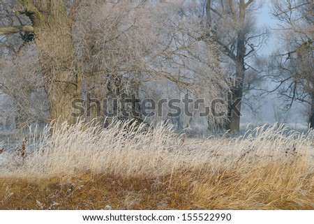 Landscape beginning of winter in the oak grove covered with frost at sunset