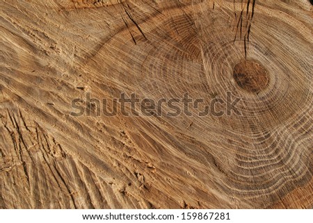 Macro texture of the cut wood and tree ring