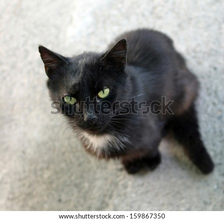 black cat with green eyes isolated on gray asphalt