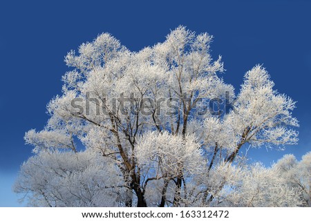 isolated crown of the tree in hoarfrost on a background of blue sky