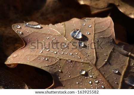 macro dry yellow fallen oak leaves covered with frost and drops illuminated by sunlight