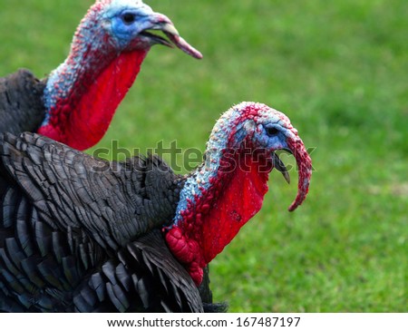 close-up black turkey with red beaks on the background of green grass