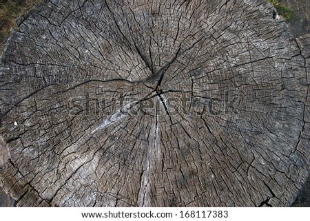 macro texture of the old large tree in a cut with cracks and annual rings