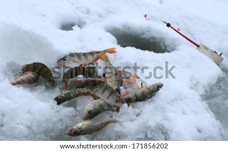 close-up of freshly caught perch and a fishing rod on the river ice near wells