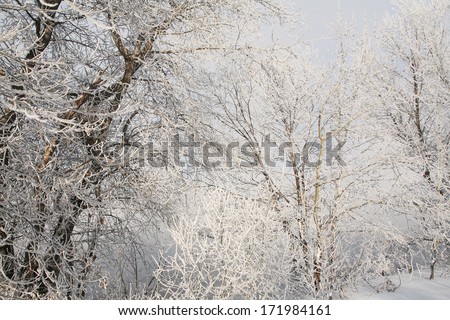 close-up isolated frost on the branches of trees and shrubs winter sunny day