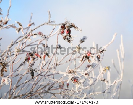 macro branch of wild rose with berries in  frost frosty winter morning