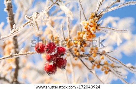 macro rowan berries and of sea buckthorn on branches covered with hoarfrost against the blue sky clear winter day