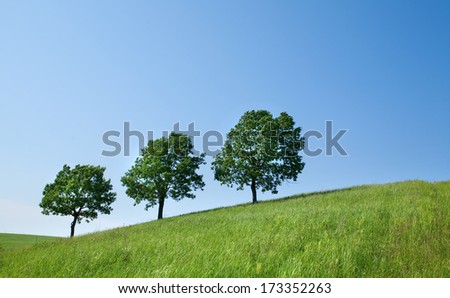 summer landscape young oaks on a flowering green meadow on a background clear blue sky on a sunny day