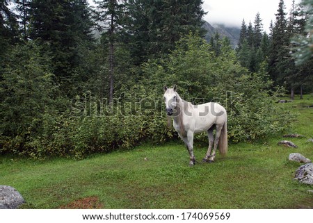 portrait of a beautiful white horse with a long mane and tail in a forest in the mountains